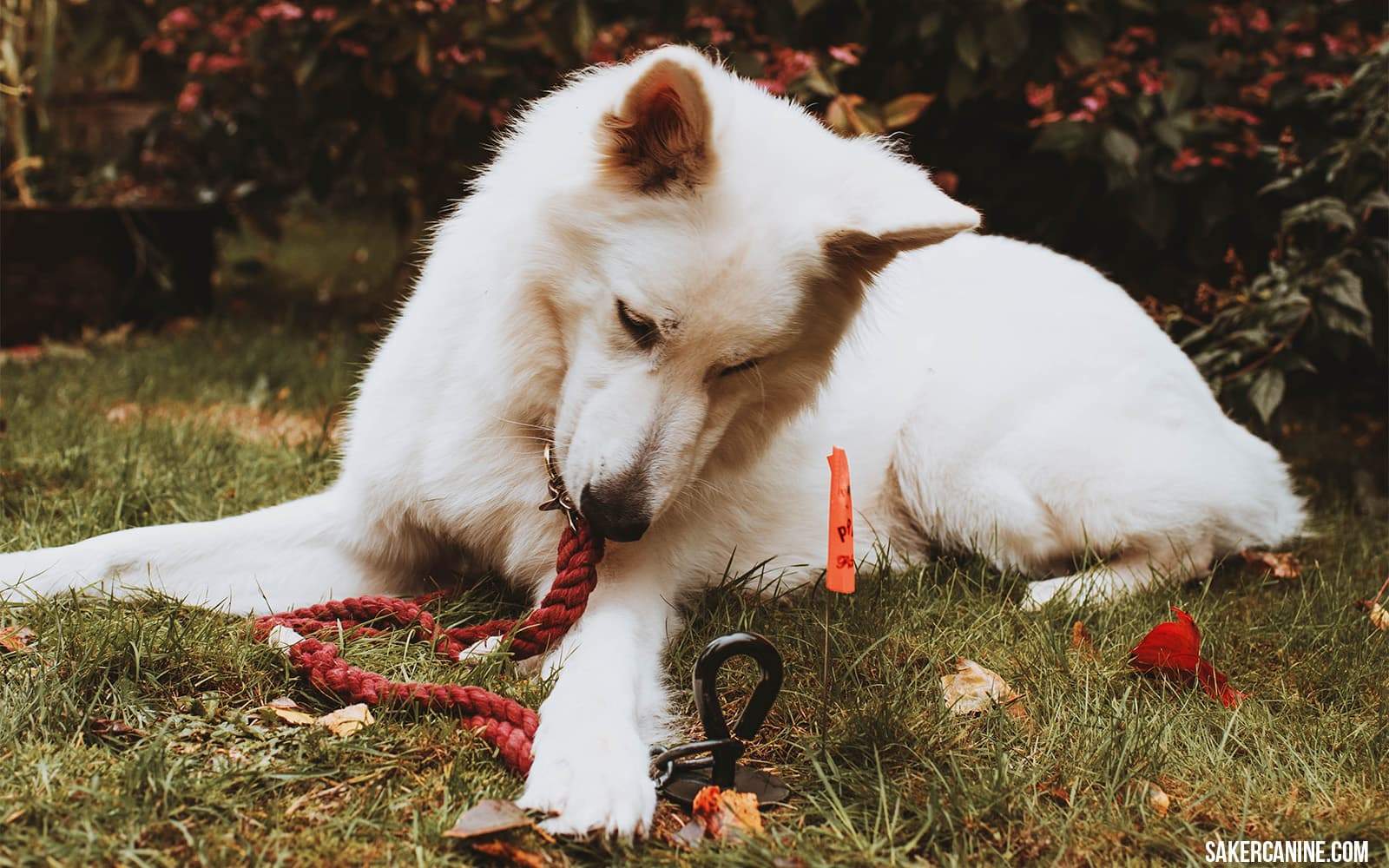 white shepherd tied outside in the yard