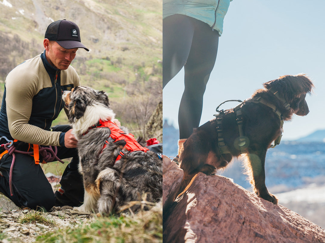 Split picture of the Lander harness next to the Canyon Pro