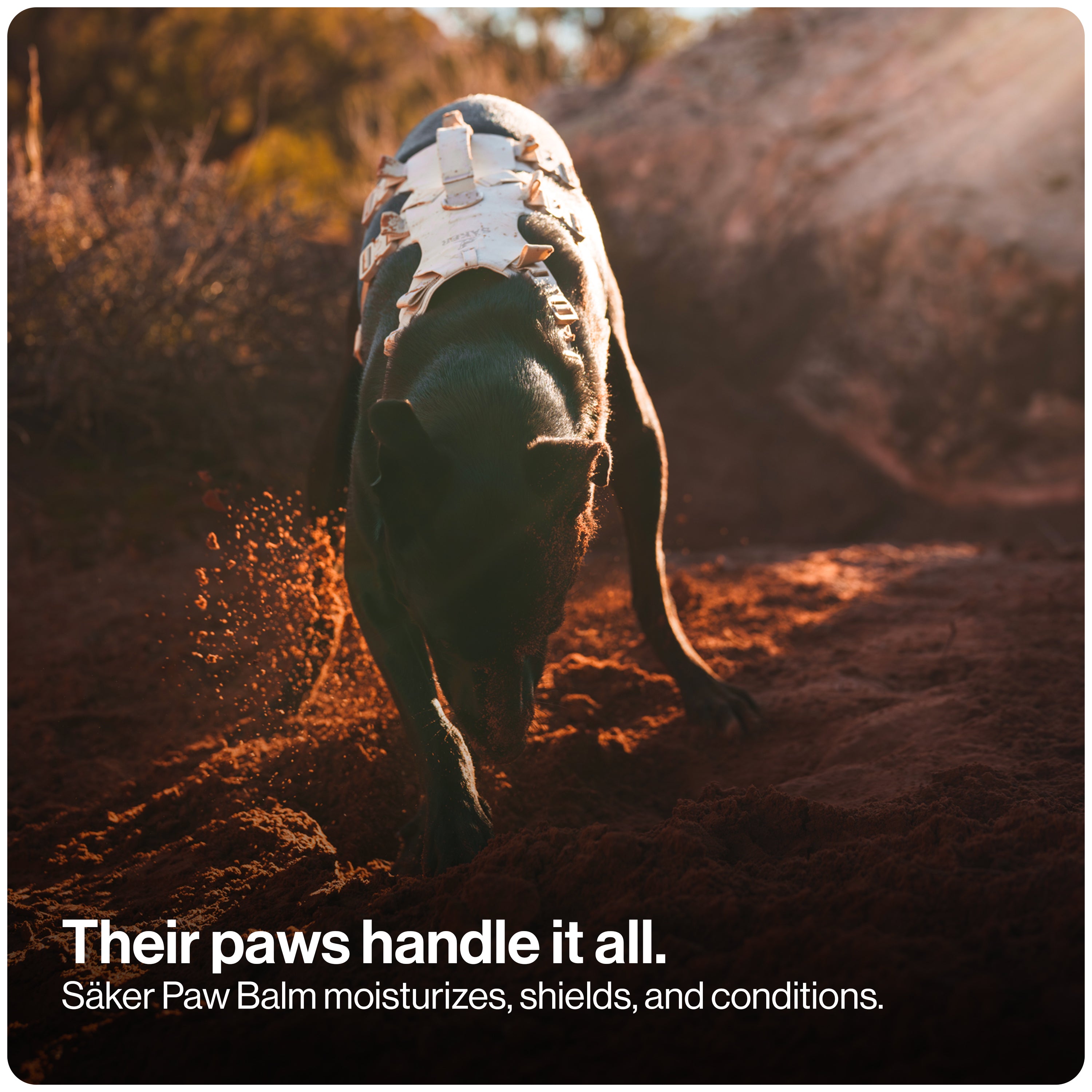Dog Paw Balm