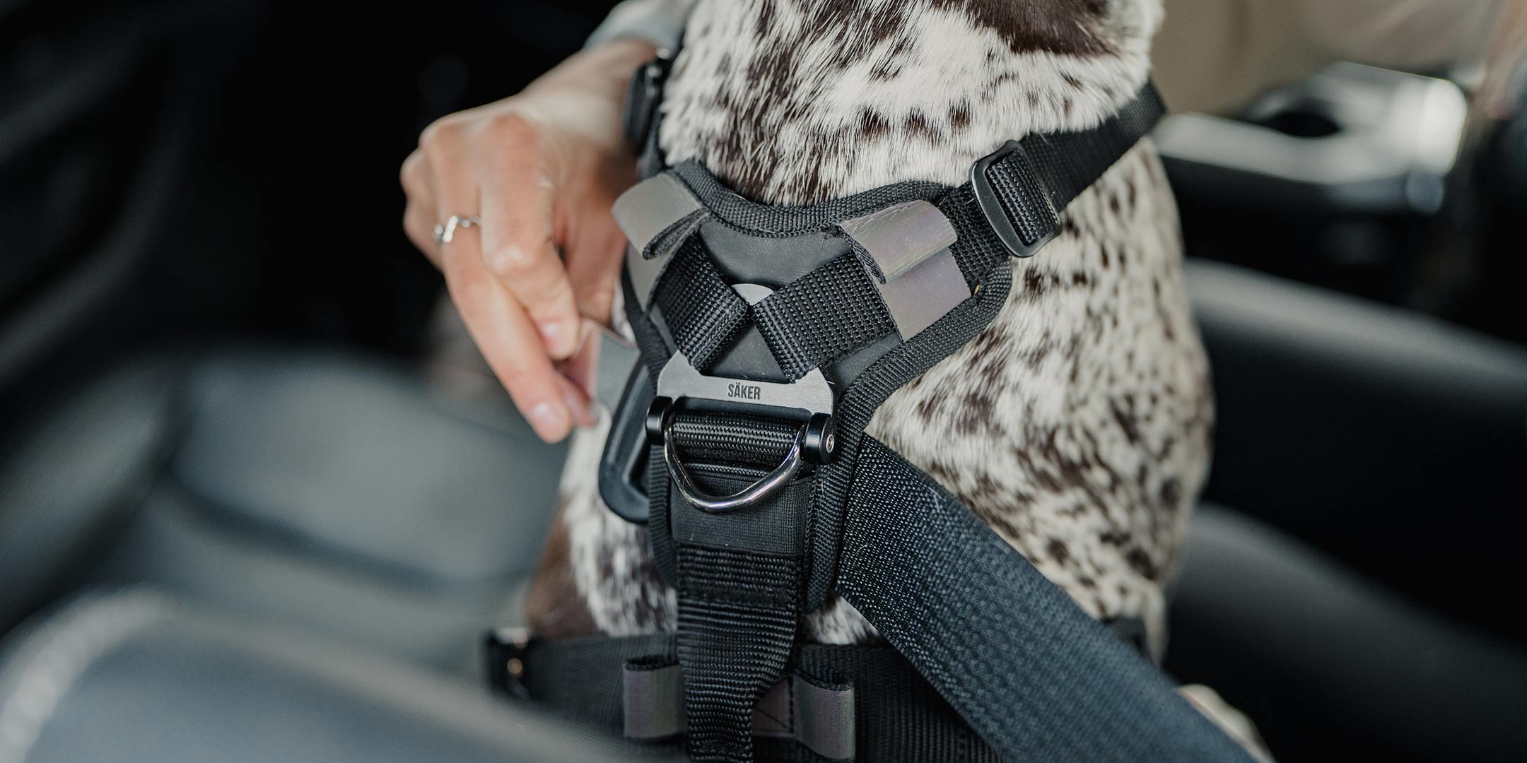 woman passing seat belt through the back of ascension harness in the car