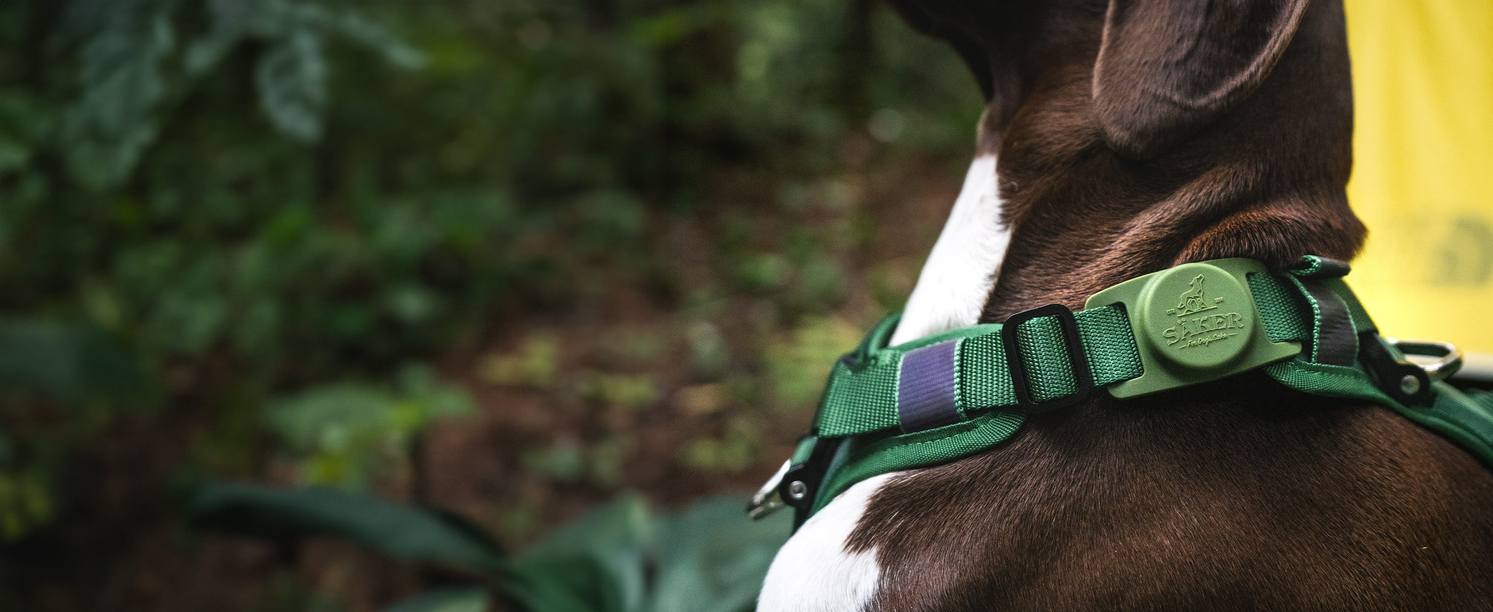 Brown dog wearing the Ascension core harness in Woodland green with the Mammoth Holder on it