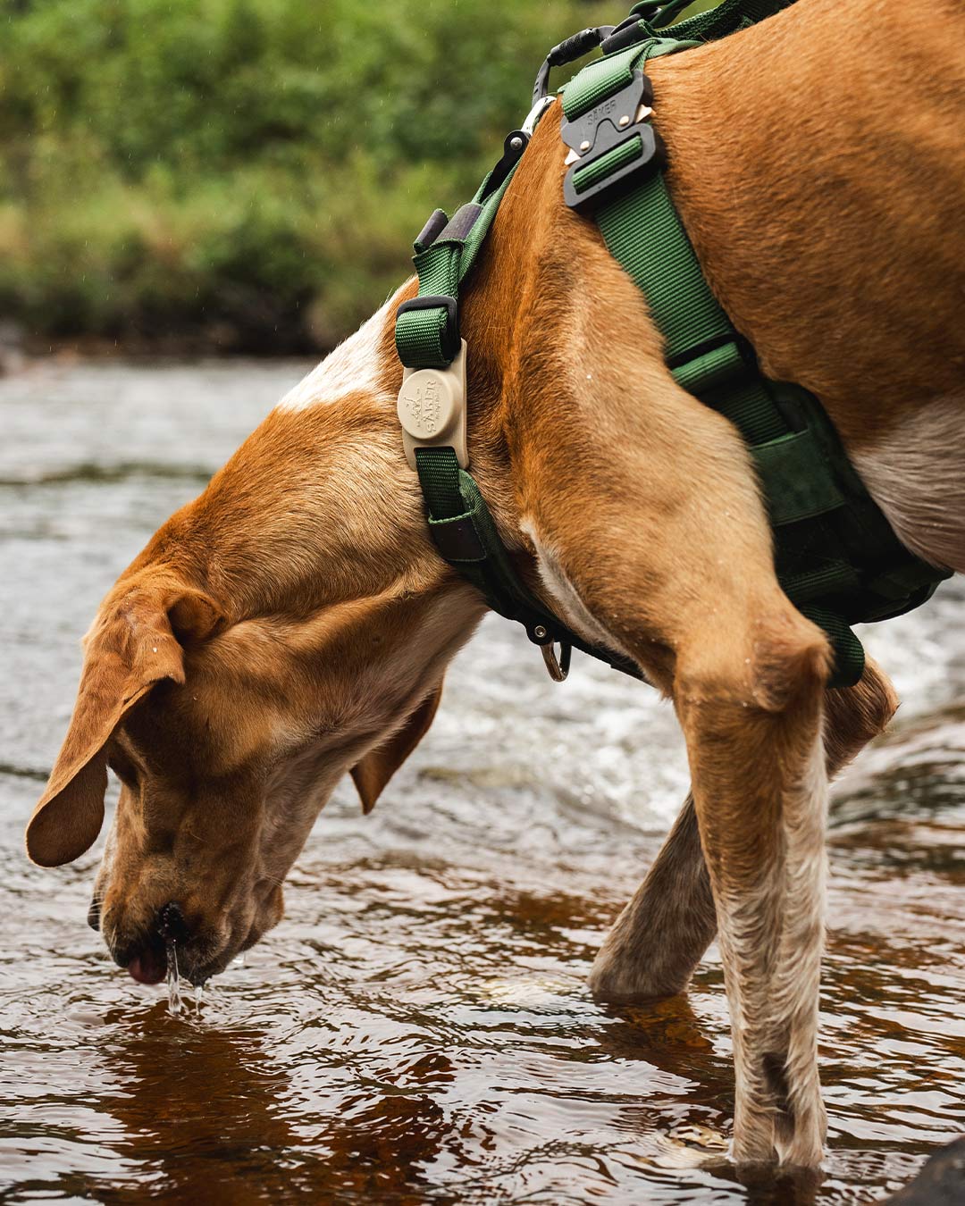 Dog walking in river wearing the Ascension dog harness in green with the mammoth airtag holder in Sandstorm Tan