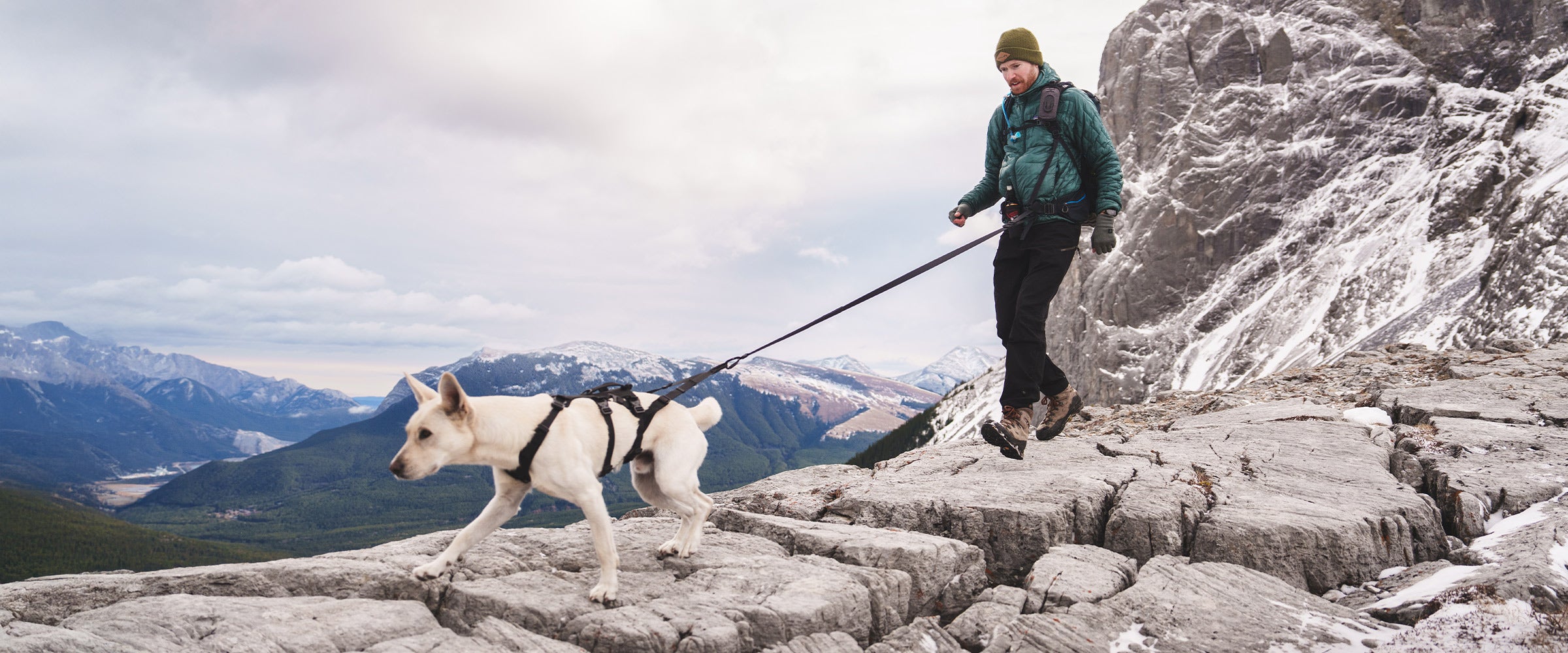 Side front view of a dog pulling his owner with the traction attachment attached to the Muse harness in Black
