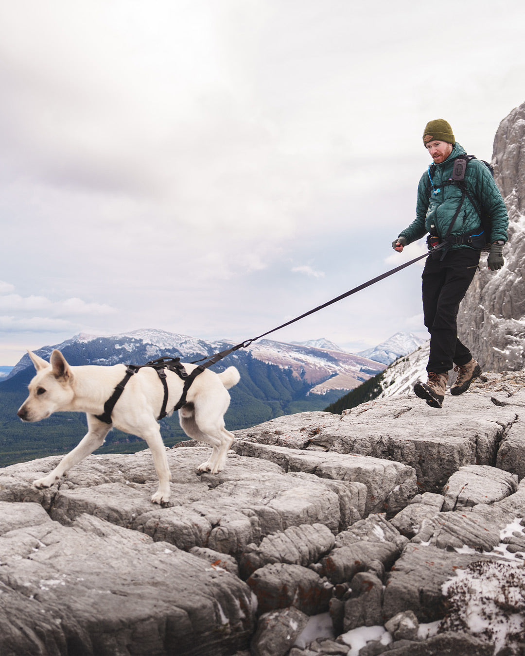 Side front view of a dog pulling his owner with the traction attachment attached to the Muse harness in Black