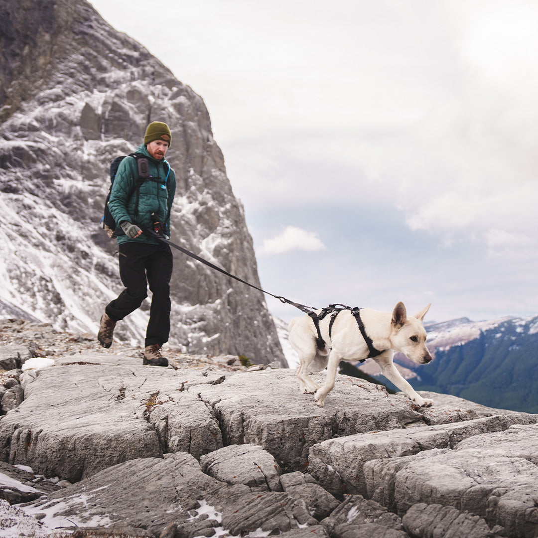 Side front view of a dog pulling his owner with the traction attachment attached to the Muse harness in Black