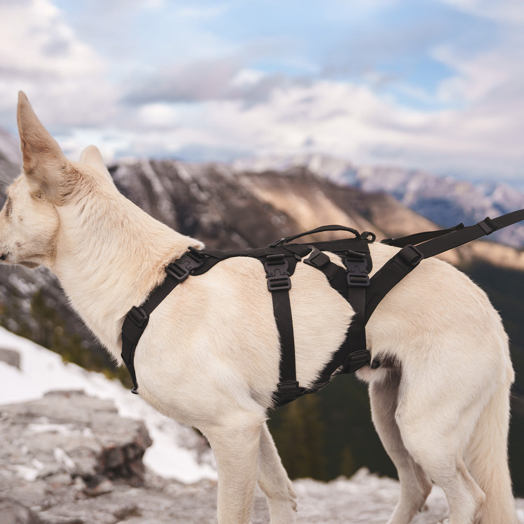 Side view of the Traction attachment 001 on the Muse harness in black from Saker