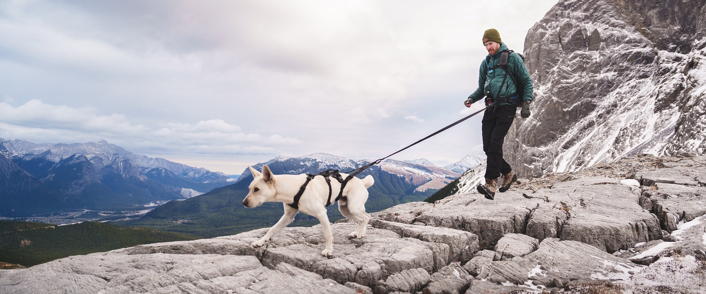 Dog tracting his owner with the Muse saker harness and the traction attachment.