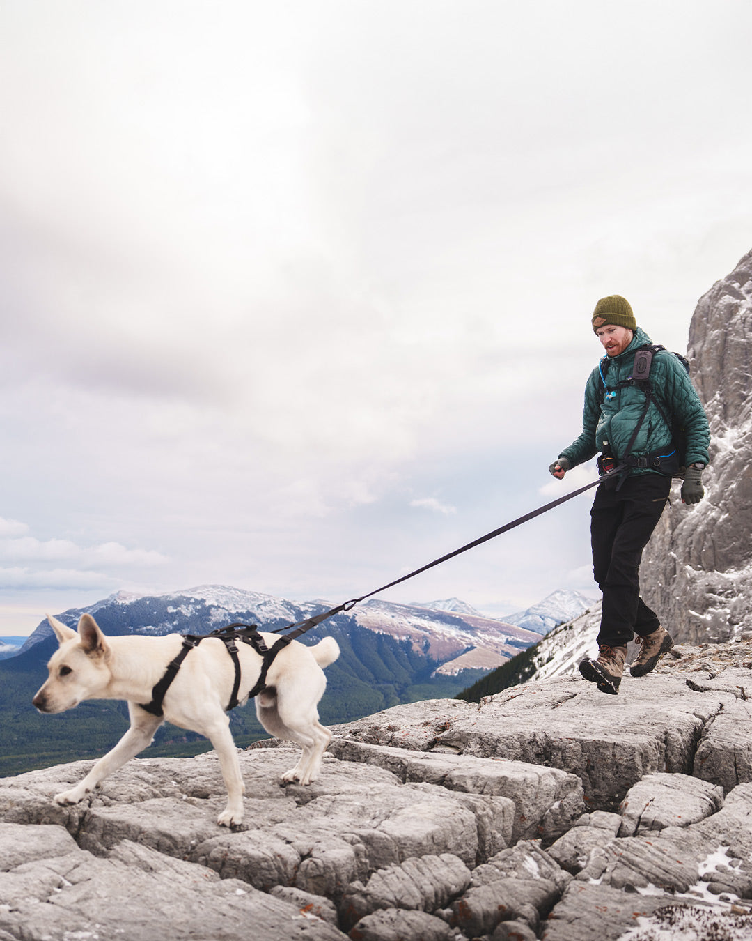 Dog tracting his owner with the Muse saker harness and the traction attachment.