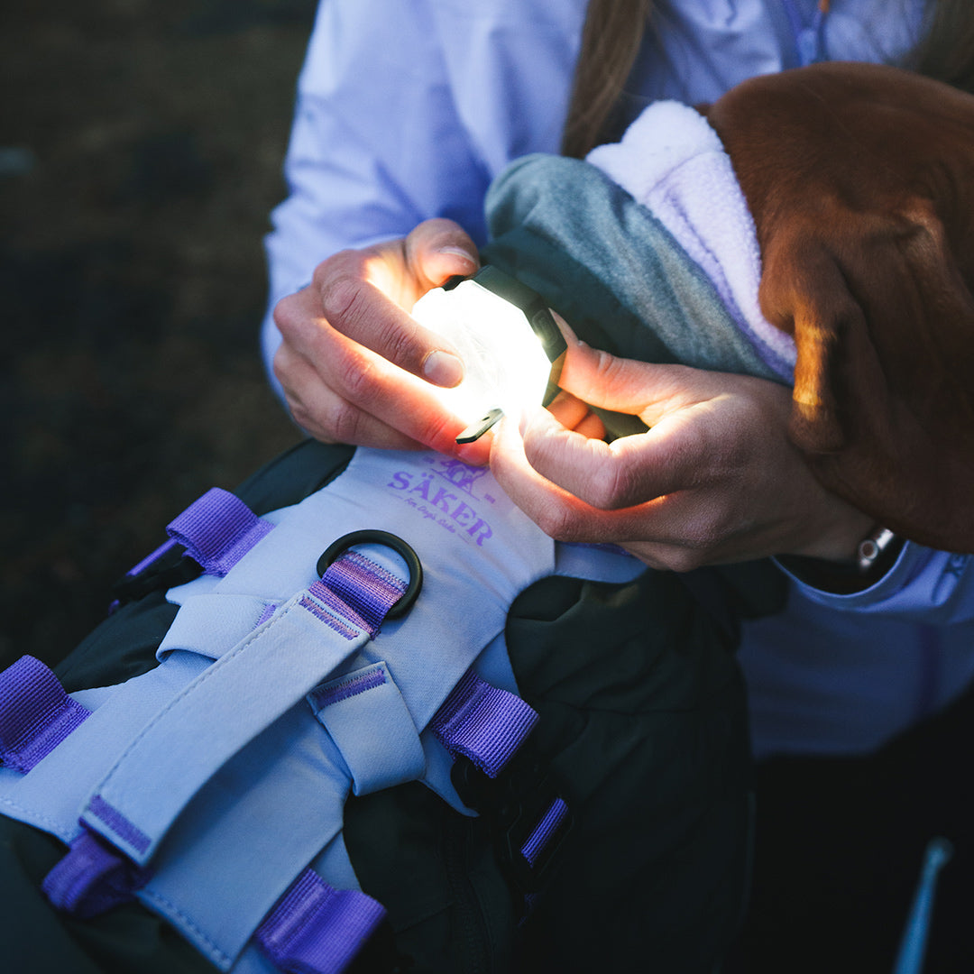 Close view of the PitchBlack light on the back of a vizsla