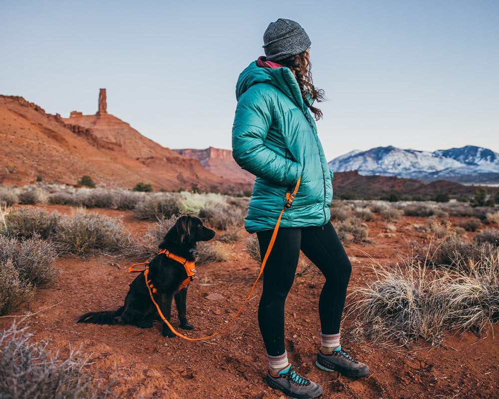 Dog wearing the canyon light core in Outback orange with canyon leash at indian creek