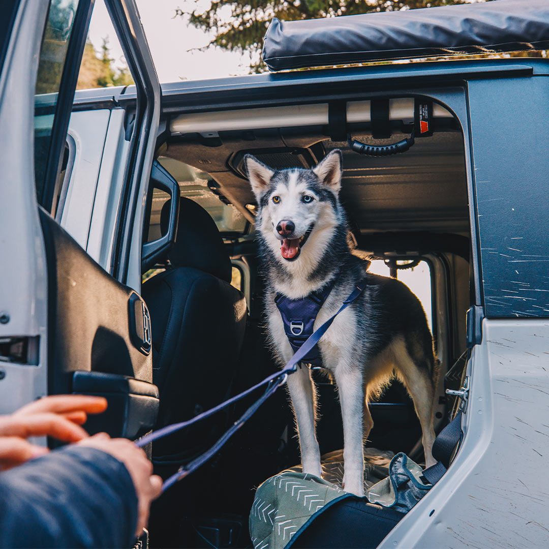 Close view of the canyon leash adjustable handle.