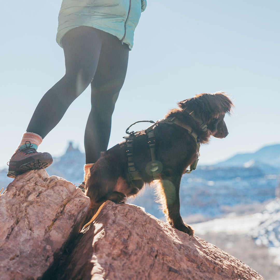 Brown dog sitting on rock wearing Canyon collar and canyon harness in Moss Green