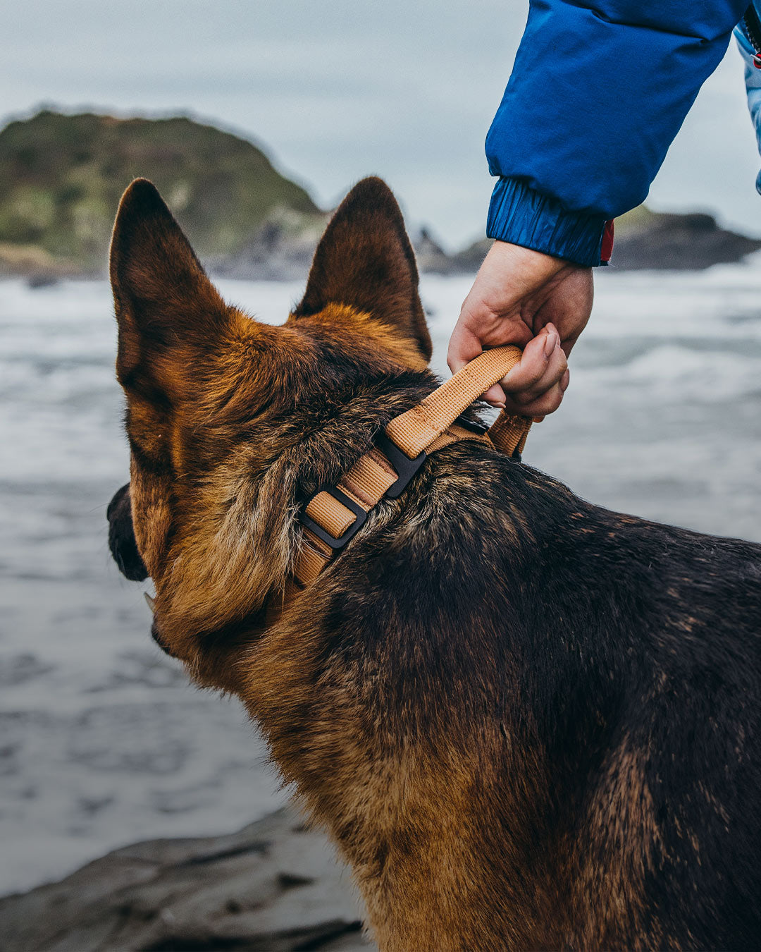 Close view of woman holding her gsd next to her using the canyon collar in sandstorm tan