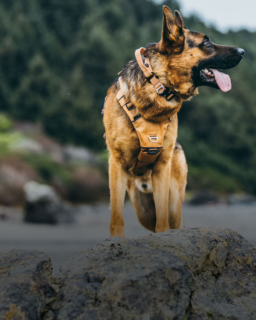 German Shepherd Dog standing on rock wearing the Canyon collar and canyon pro in Sandstorm tan
