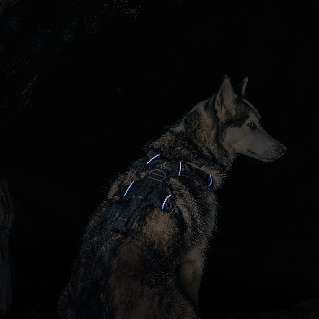 Husky sitting in the dark wearing the Canyon light harness showing the reflective feature