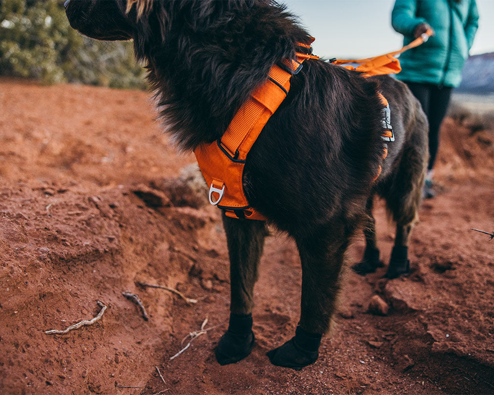 Close view canyon light in Outback orange on brown dog in desert
