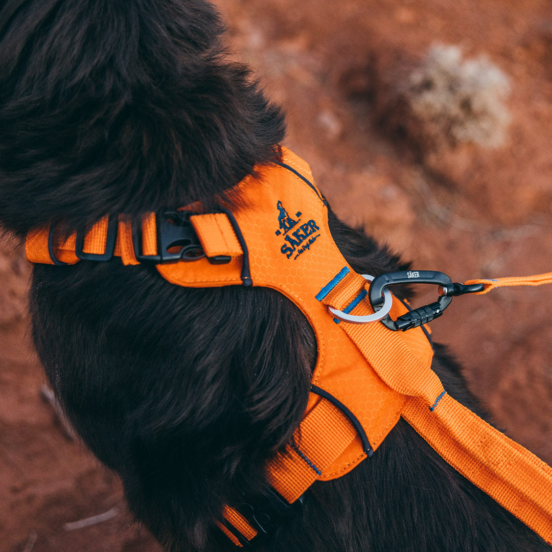 Close view of the neck buckle on the canyon light Core harness