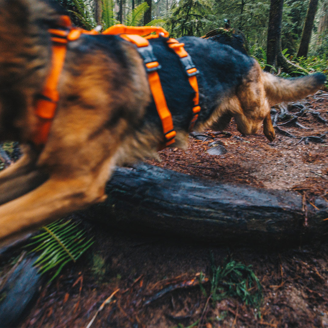 German shepherd weariong the canyon light extended and jumping next to the camera in redwoods