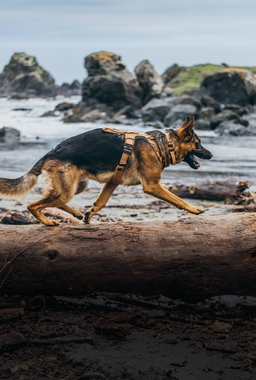 gsd running on log at the beach wearing the Canyon Pro Core in Sandstorm Tan