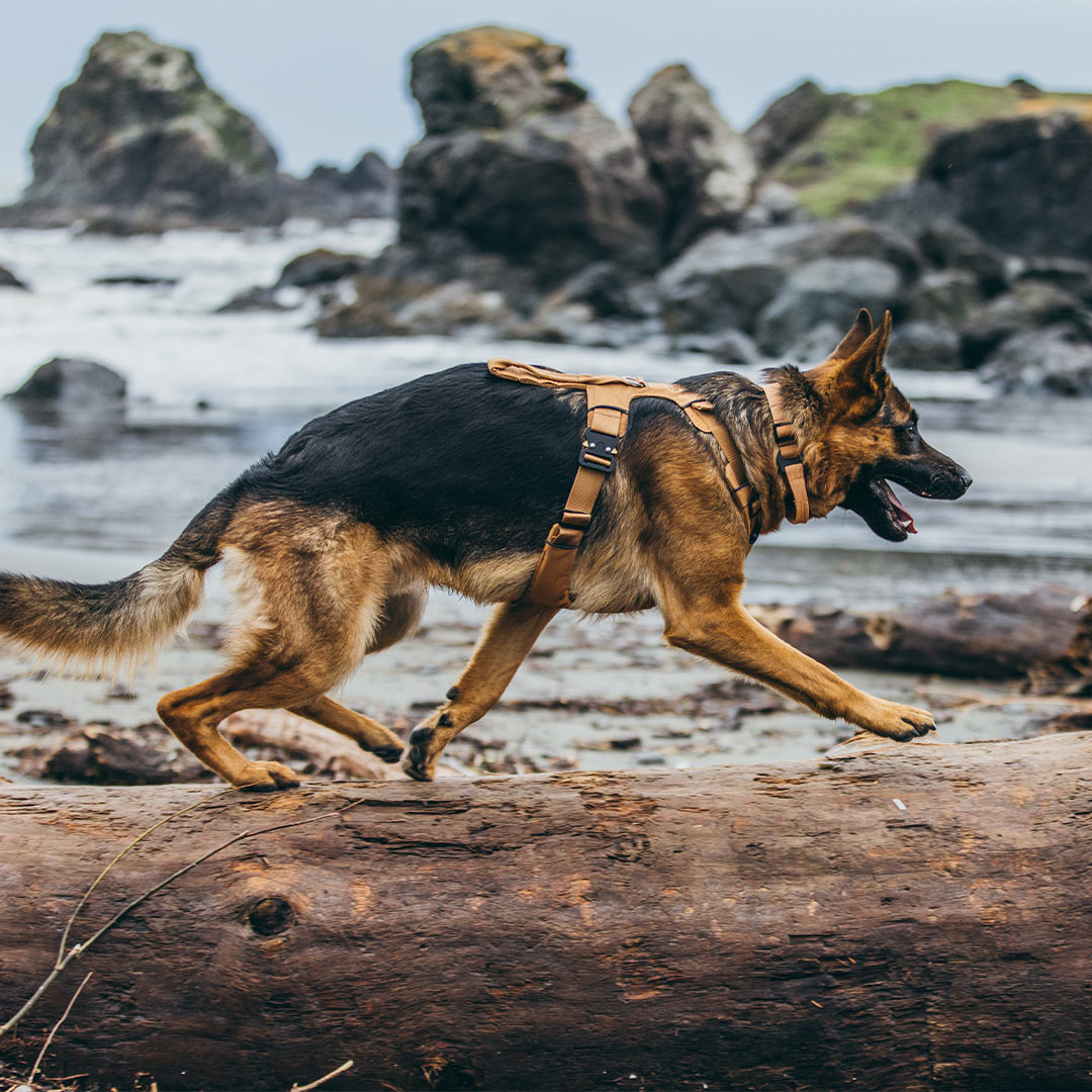 Gsd running on a log at a beach in Oregon wearing the Canyon Pro Core in Sandstorm tan