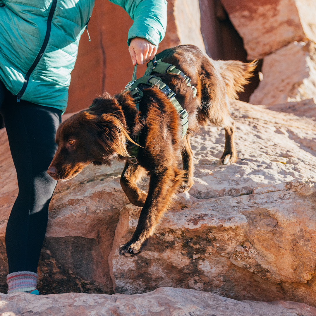 Woman lifting dog up rocks with Canyon pro harness extended 