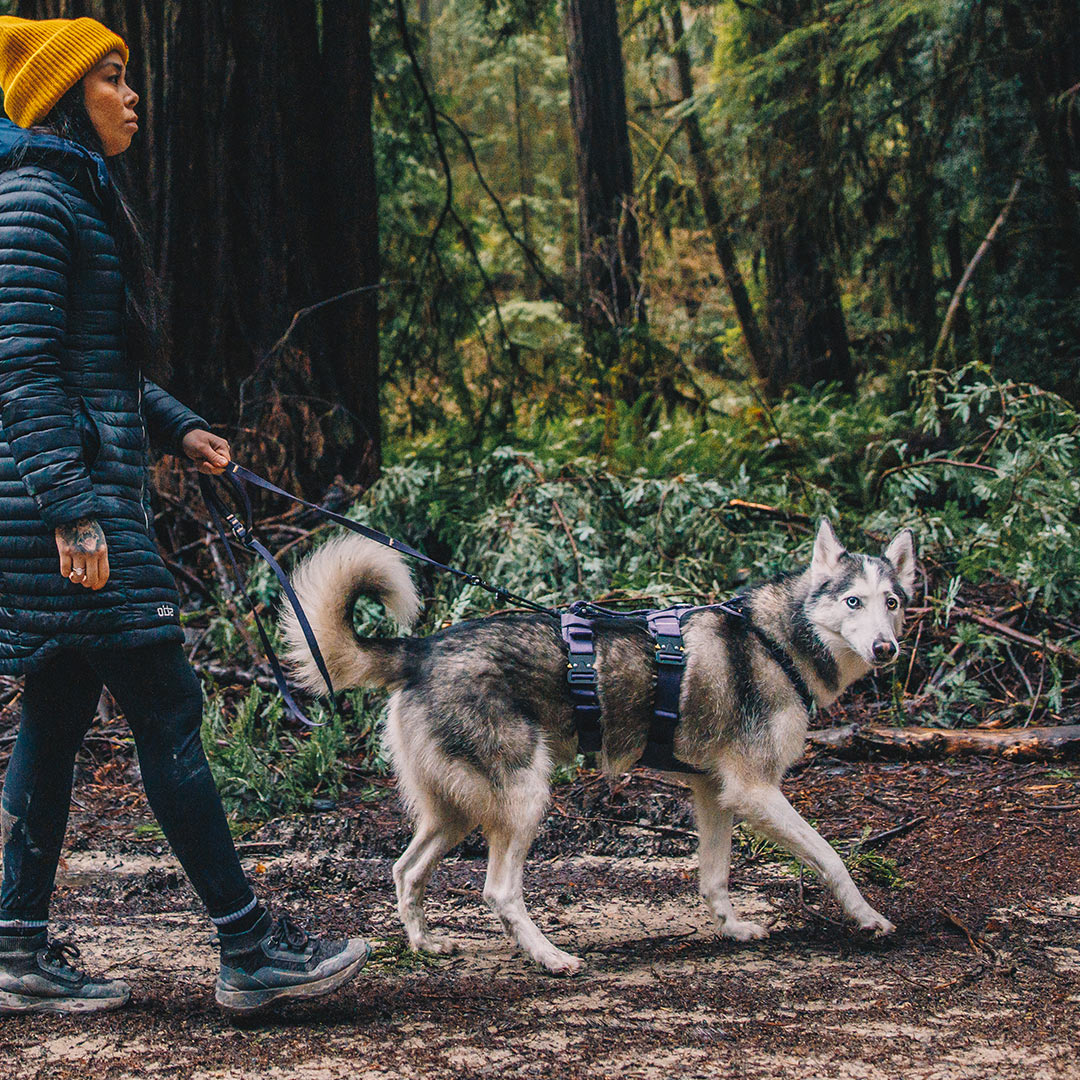 Woman walking husky in the redwoods. The husky is wearing the Canyo Pro Extended