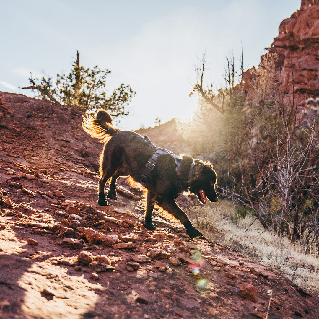 picture of a brown dog wearing the compass boots with the canyon core pro harness in red rock landscape