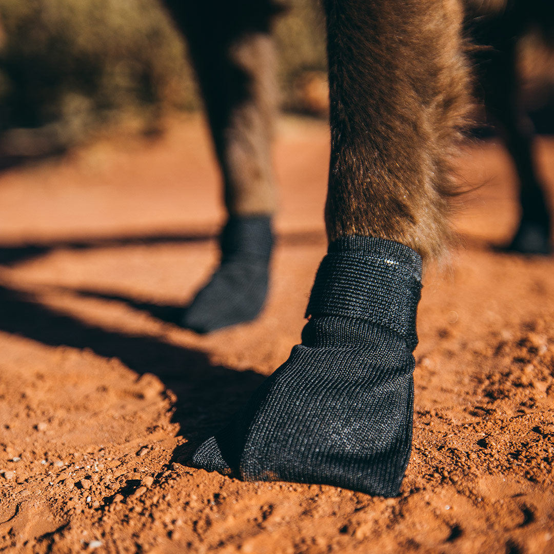 Close view of compass dog boots on red dirt
