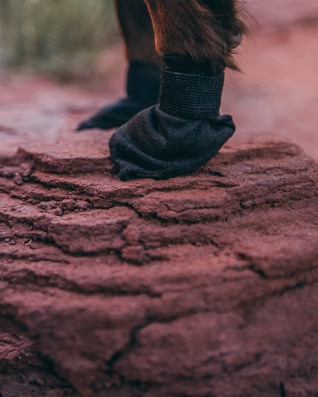 Close view of dog wearing compass boots on red rock