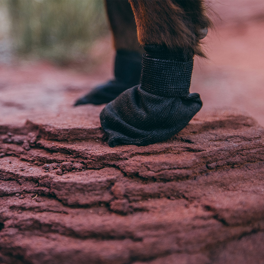 Close view compass dog boots on red rock