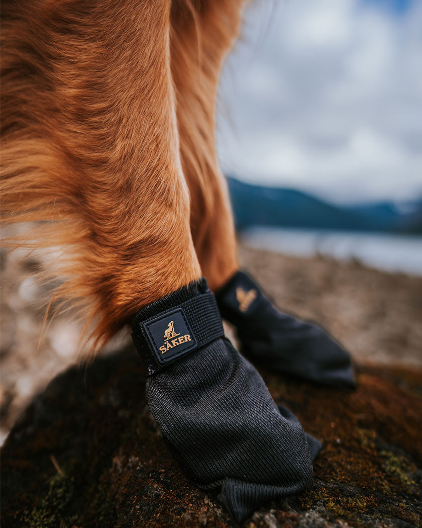 Close view of golden retriever paws wearing Compass Boots 