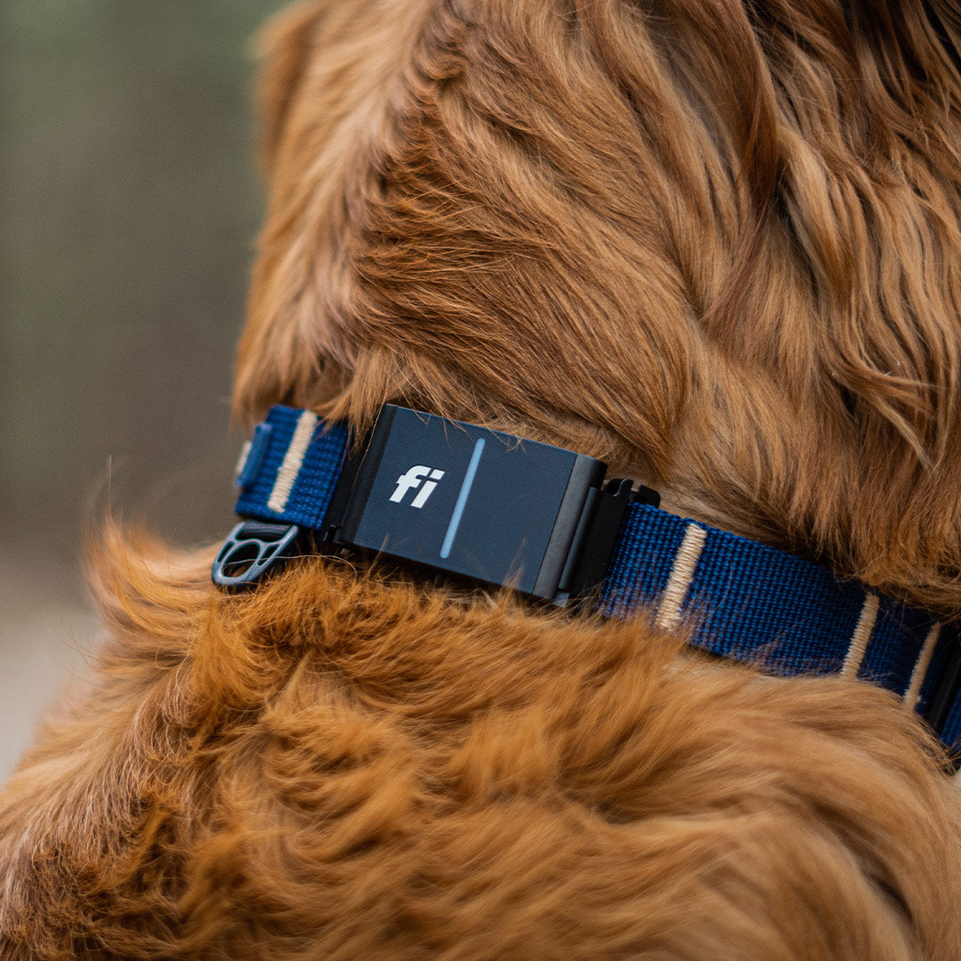 Close view of the fi tracker attachment on the canyon collar