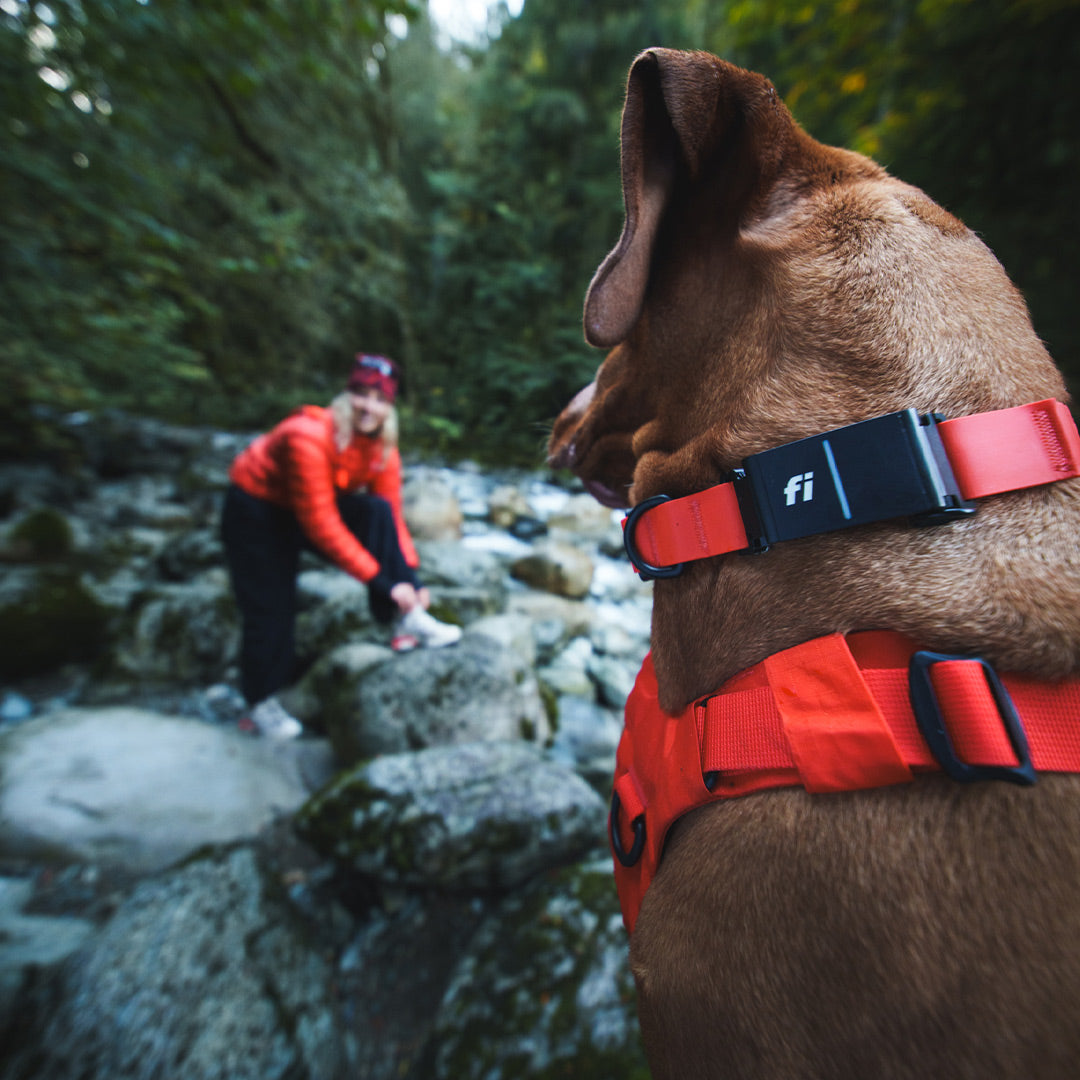 Close view of the Fi tracker mount on the Kelp collar being worn by Vizsla