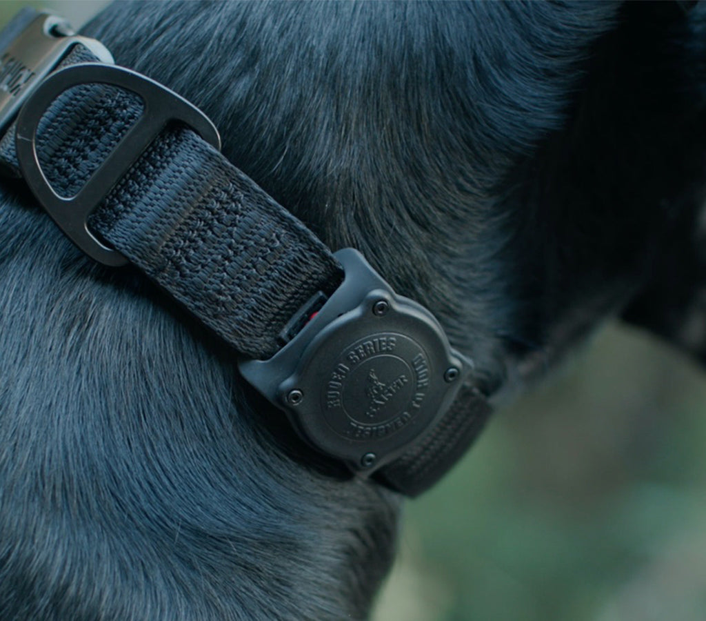Rodeo Airtag Holder onto dog's collar