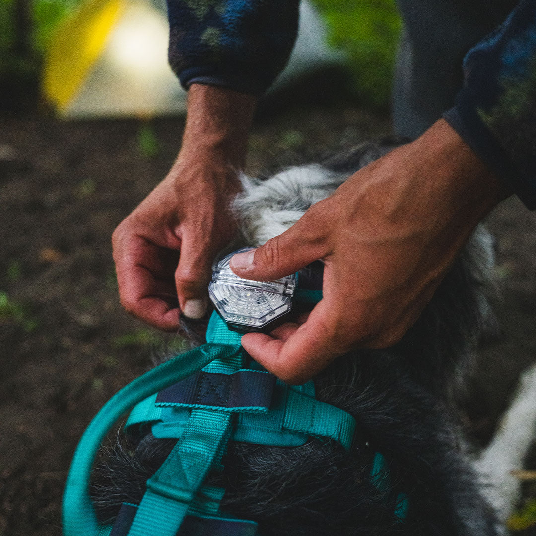 Man attaching the light to the back of the dog's harness