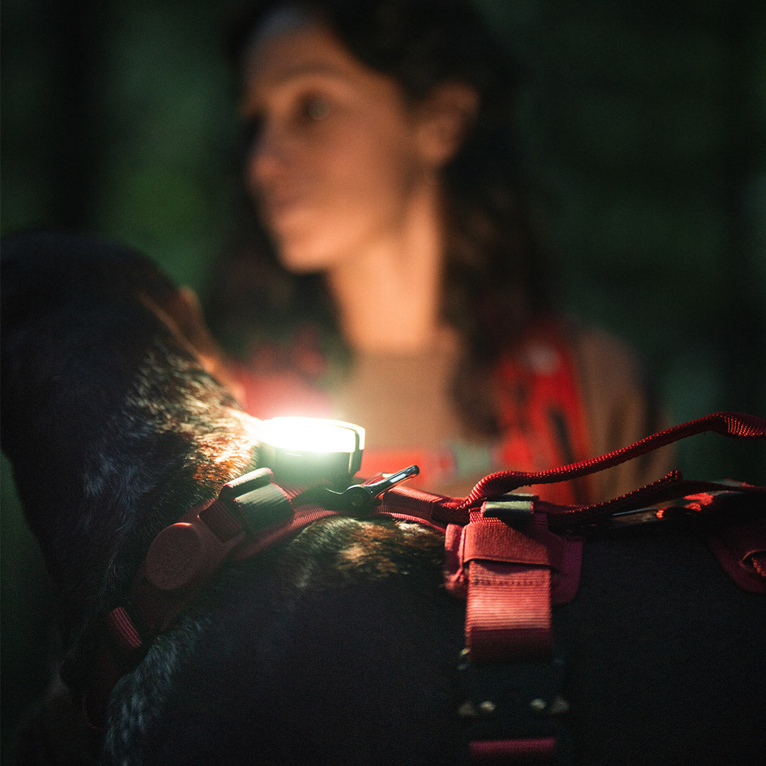 Close view of the pitchblack night light 2.0 on the back of a dog