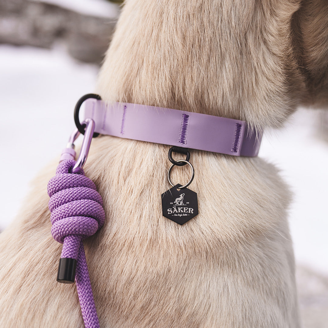Close view of the Kelp collar in purple collar with the trust leash attached to it and the separate d-ring for dog tag