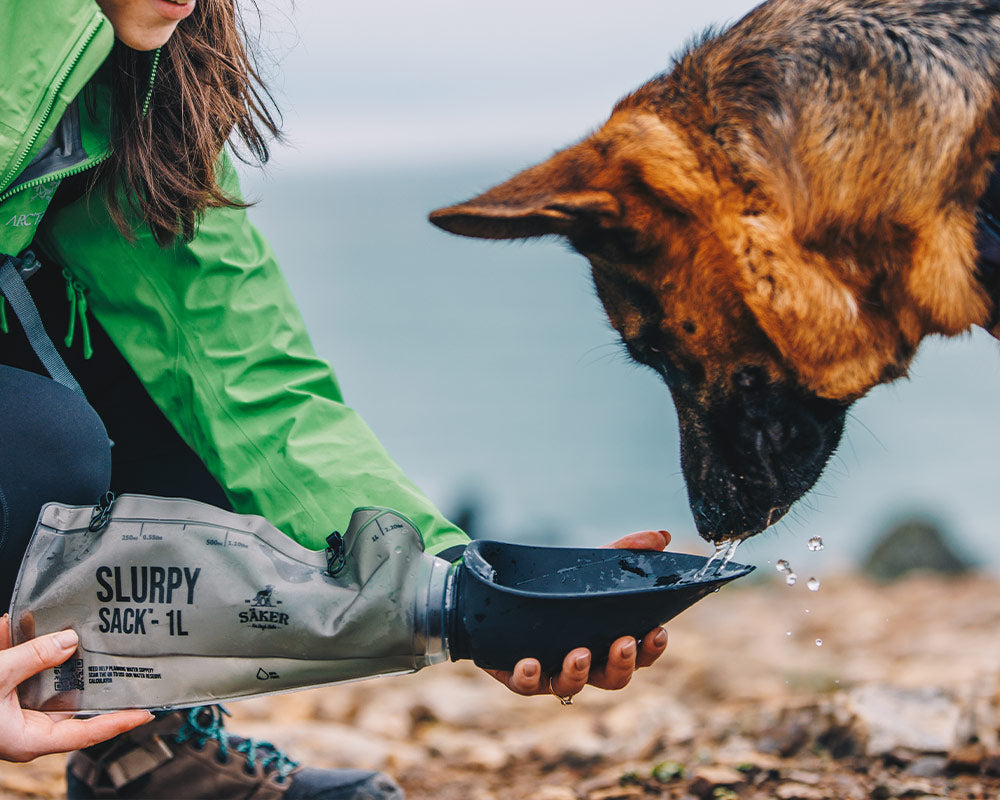Dog drinking from the Slurpy sack at top of mountain near ocean