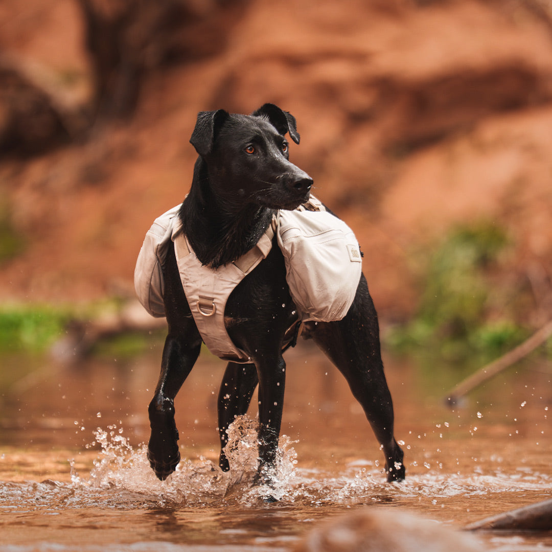 Black dog wearing the Muse harness in Color of the Trails with the Pouches in Color of the Trails