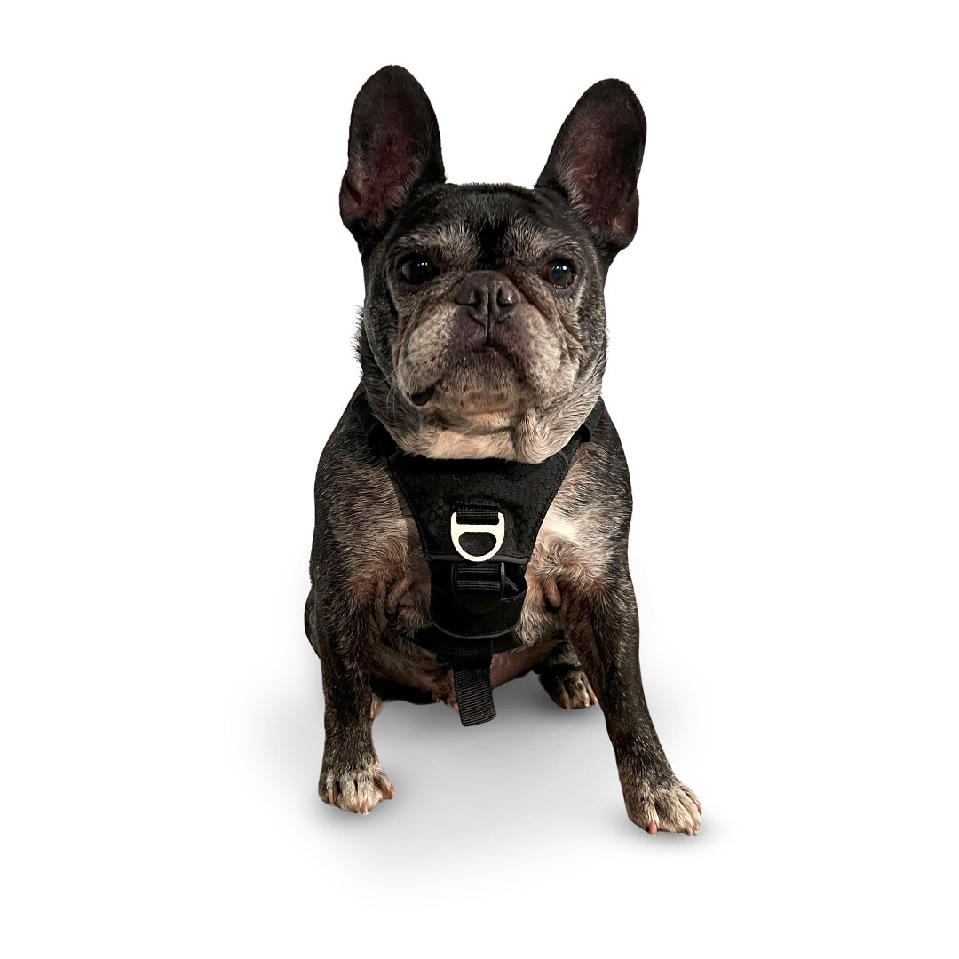 Front view of a French bulldog wearing the Canyon core small