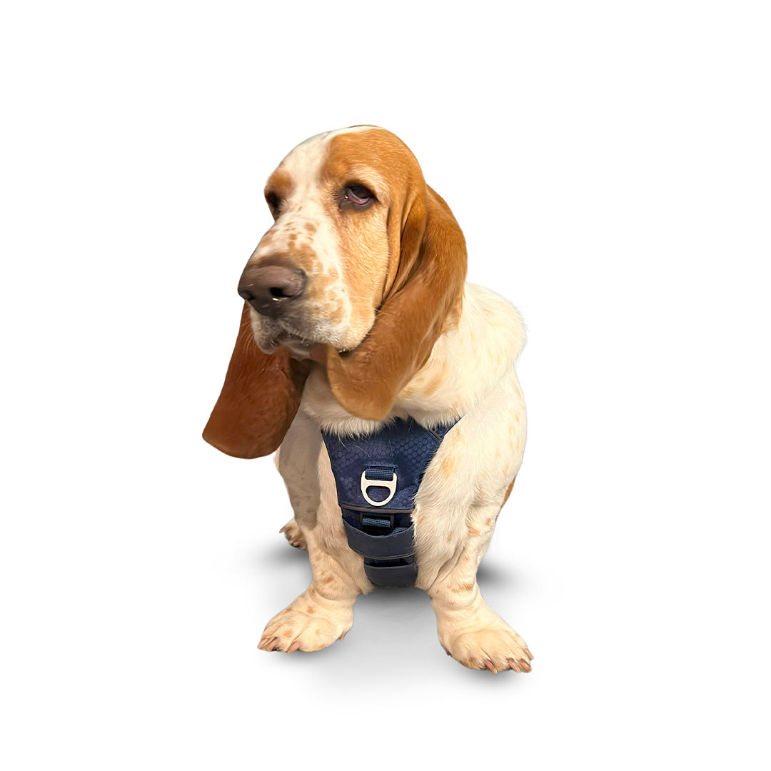 Front view of a Basset Hound wearing the Canyon extended medium