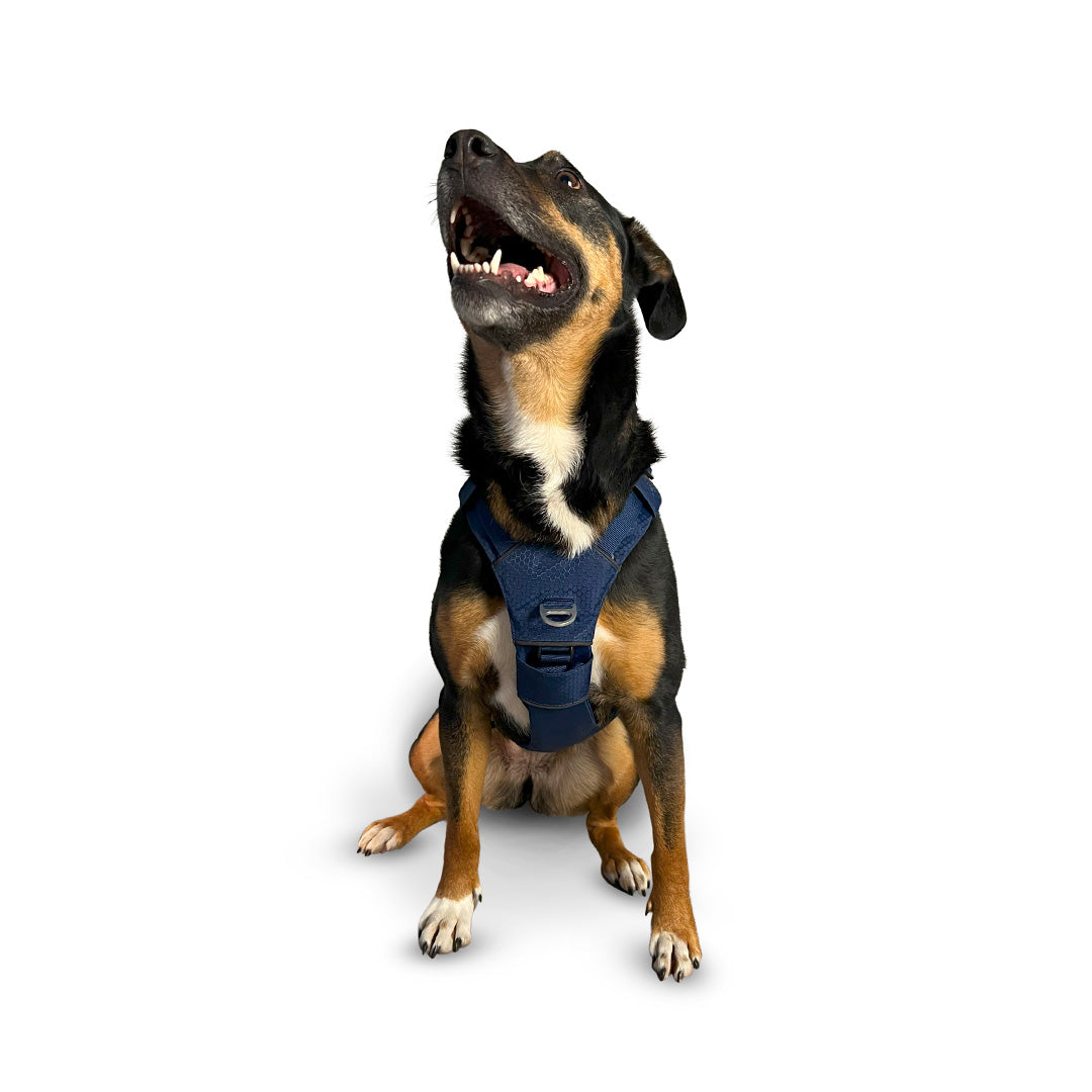 Front view of a Mixed Breed dog wearing the Canyon extended medium
