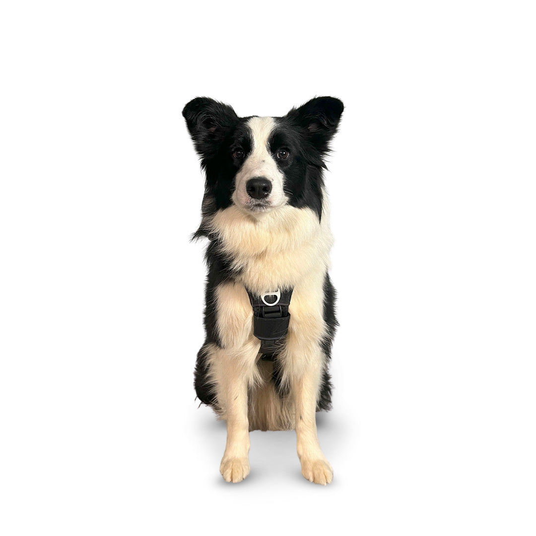Front view of a Border Collie wearing the Canyon extended small