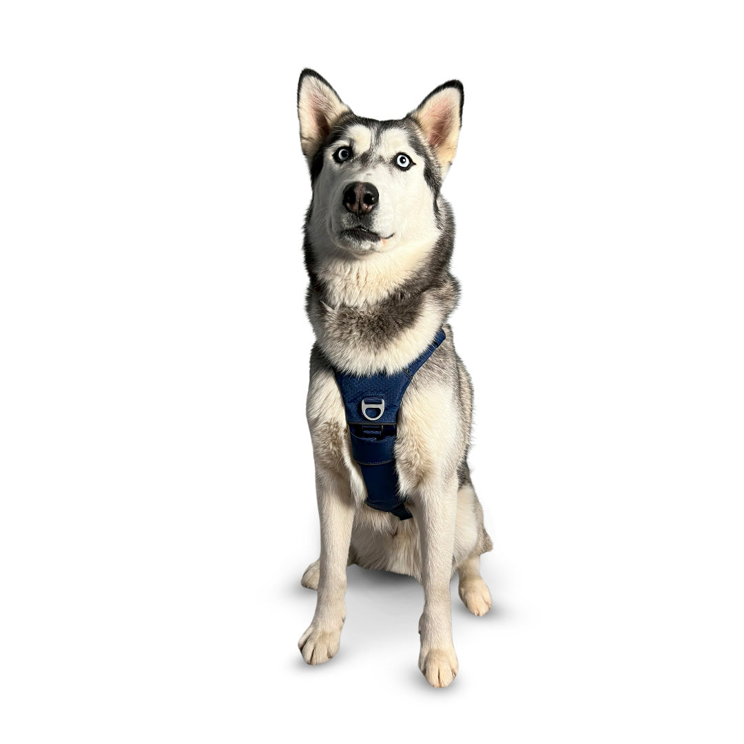 Front view of a Husky wearing the Canyon extended medium