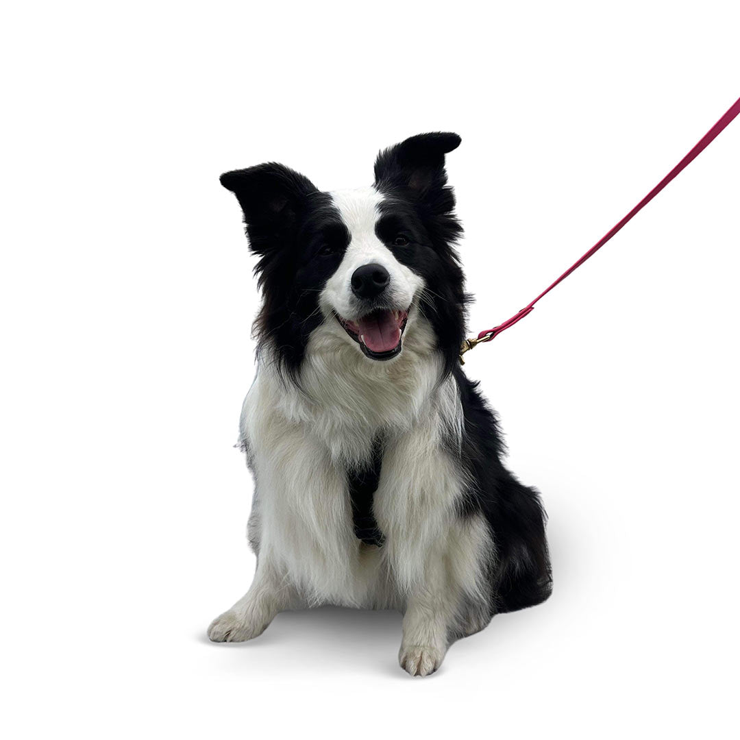 Front view of a Border Collie dog wearing the Small ascension extended harness in black