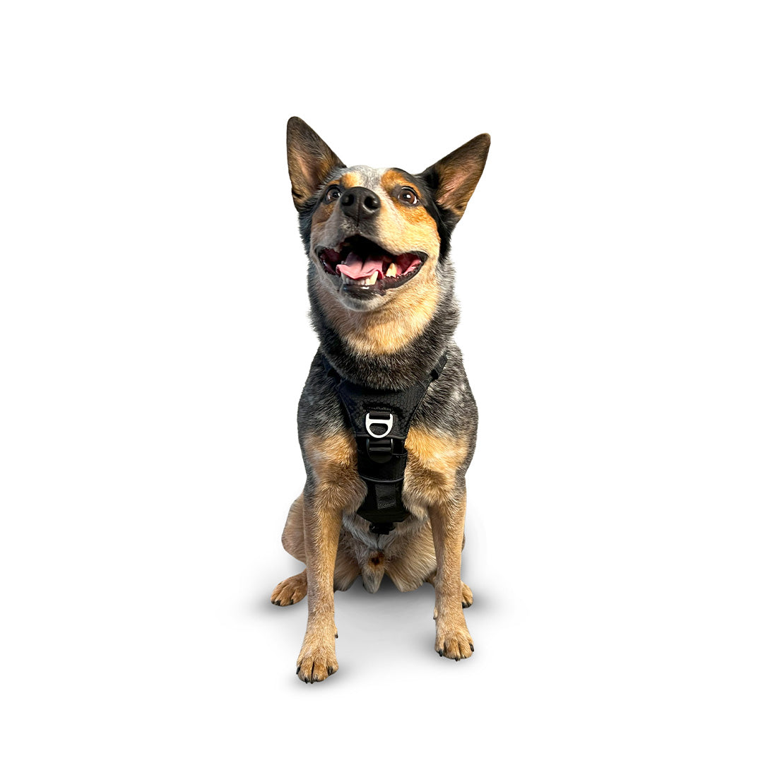 Front view of an Australian Cattle dog wearing the Canyon extended small
