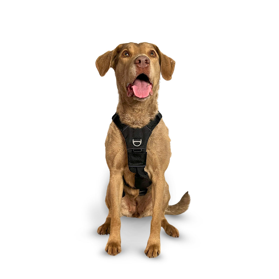 Front view of a Chesapeake Bay Retriever wearing the Canyon extended medium