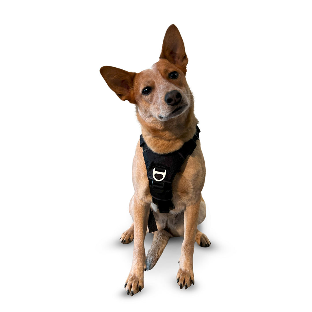Front view of a Heeler dog wearing the Canyon extended small
