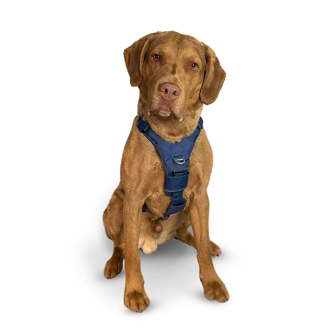 Front view of a Chesapeake Bay Retriever wearing the Canyon extended medium