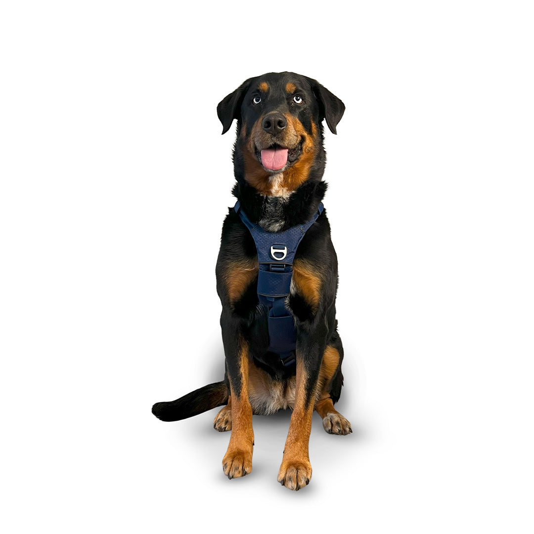 Front view of a Rottweiler x Bernese Mountain Dog wearing the Canyon extended medium